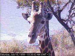 Africa live cameras